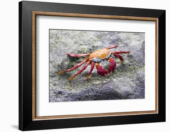 Ecuador, Galapagos Islands, Sombrero Chino. Sally Lightfoot Crab on Rock-Ellen Goff-Framed Photographic Print