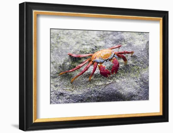 Ecuador, Galapagos Islands, Sombrero Chino. Sally Lightfoot Crab on Rock-Ellen Goff-Framed Photographic Print