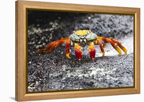 Ecuador, Galapagos Islands, Sombrero Chino. Sally Lightfoot Crab on Wet Rocks-Ellen Goff-Framed Premier Image Canvas