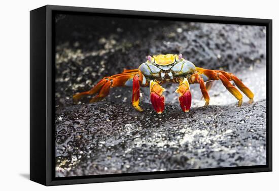 Ecuador, Galapagos Islands, Sombrero Chino. Sally Lightfoot Crab on Wet Rocks-Ellen Goff-Framed Premier Image Canvas