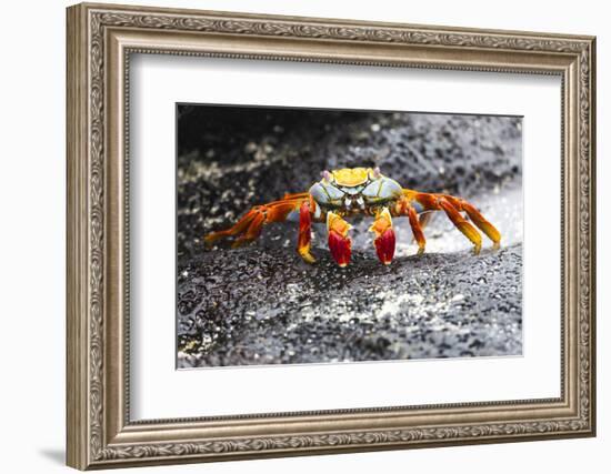 Ecuador, Galapagos Islands, Sombrero Chino. Sally Lightfoot Crab on Wet Rocks-Ellen Goff-Framed Photographic Print