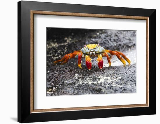 Ecuador, Galapagos Islands, Sombrero Chino. Sally Lightfoot Crab on Wet Rocks-Ellen Goff-Framed Photographic Print