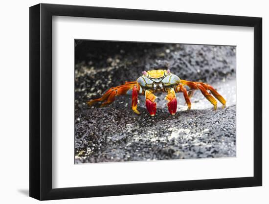 Ecuador, Galapagos Islands, Sombrero Chino. Sally Lightfoot Crab on Wet Rocks-Ellen Goff-Framed Photographic Print