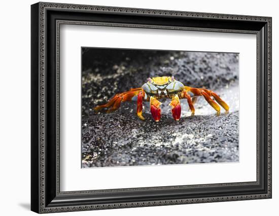 Ecuador, Galapagos Islands, Sombrero Chino. Sally Lightfoot Crab on Wet Rocks-Ellen Goff-Framed Photographic Print