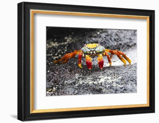 Ecuador, Galapagos Islands, Sombrero Chino. Sally Lightfoot Crab on Wet Rocks-Ellen Goff-Framed Photographic Print