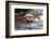 Ecuador, Galapagos Islands, Sombrero Chino. Sally Lightfoot Crab on Wet Rocks-Ellen Goff-Framed Photographic Print