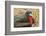 Ecuador, Galapagos National Park. Close-up of Male Great Frigatebird-Cathy & Gordon Illg-Framed Photographic Print