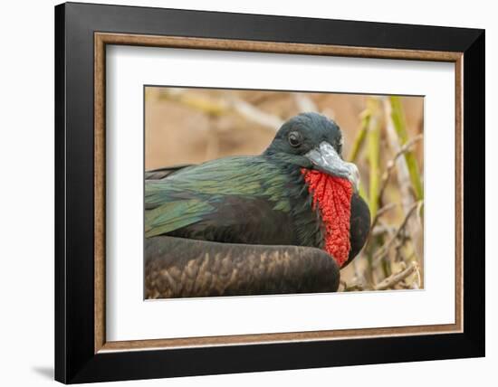 Ecuador, Galapagos National Park. Close-up of Male Great Frigatebird-Cathy & Gordon Illg-Framed Photographic Print