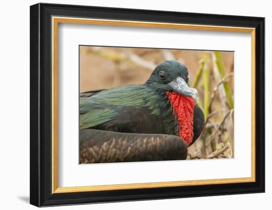 Ecuador, Galapagos National Park. Close-up of Male Great Frigatebird-Cathy & Gordon Illg-Framed Photographic Print
