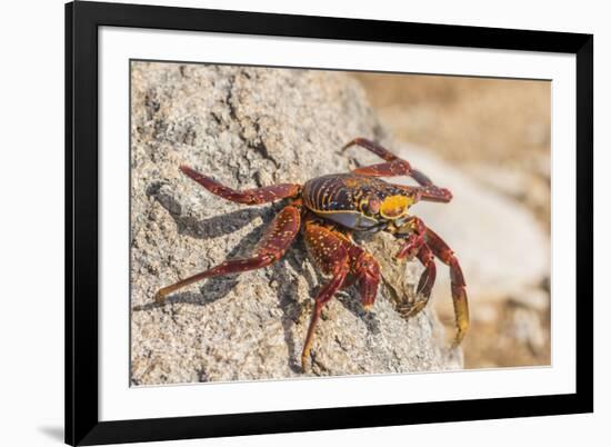 Ecuador, Galapagos National Park. Close-up of Sally light foot crab.-Jaynes Gallery-Framed Premium Photographic Print