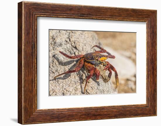 Ecuador, Galapagos National Park. Close-up of Sally light foot crab.-Jaynes Gallery-Framed Photographic Print