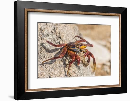 Ecuador, Galapagos National Park. Close-up of Sally light foot crab.-Jaynes Gallery-Framed Photographic Print