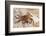 Ecuador, Galapagos National Park. Close-up of Sally light foot crab.-Jaynes Gallery-Framed Photographic Print