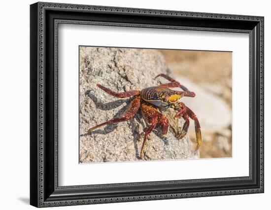 Ecuador, Galapagos National Park. Close-up of Sally light foot crab.-Jaynes Gallery-Framed Photographic Print