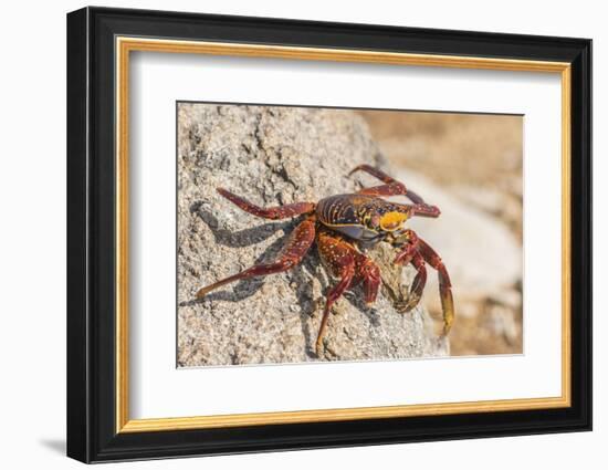 Ecuador, Galapagos National Park. Close-up of Sally light foot crab.-Jaynes Gallery-Framed Photographic Print