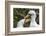 Ecuador, Galapagos National Park, Genovesa Island. Nazca boobies preening each other.-Jaynes Gallery-Framed Photographic Print