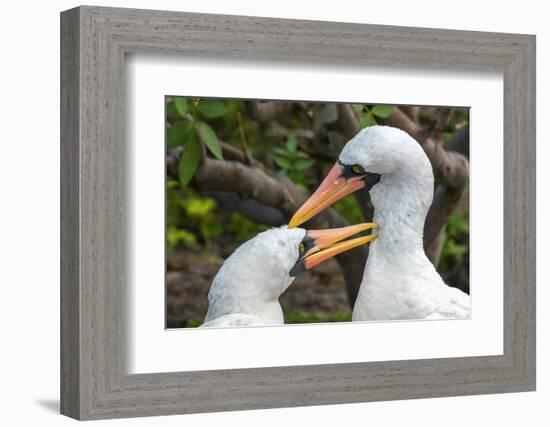 Ecuador, Galapagos National Park, Genovesa Island. Nazca boobies preening each other.-Jaynes Gallery-Framed Photographic Print