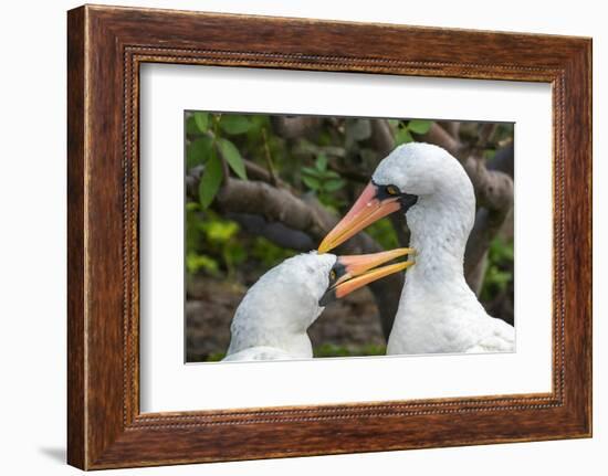 Ecuador, Galapagos National Park, Genovesa Island. Nazca boobies preening each other.-Jaynes Gallery-Framed Photographic Print