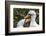 Ecuador, Galapagos National Park, Genovesa Island. Nazca boobies preening each other.-Jaynes Gallery-Framed Photographic Print