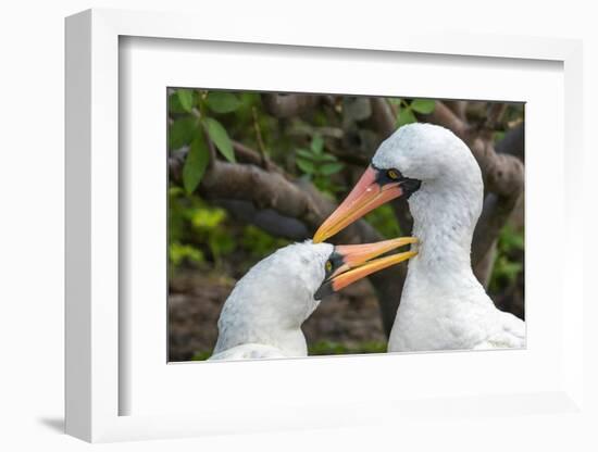 Ecuador, Galapagos National Park, Genovesa Island. Nazca boobies preening each other.-Jaynes Gallery-Framed Photographic Print