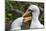 Ecuador, Galapagos National Park, Genovesa Island. Nazca boobies preening each other.-Jaynes Gallery-Mounted Photographic Print