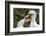 Ecuador, Galapagos National Park, Genovesa Island. Nazca boobies preening each other.-Jaynes Gallery-Framed Photographic Print