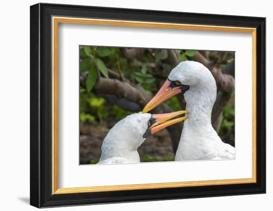 Ecuador, Galapagos National Park, Genovesa Island. Nazca boobies preening each other.-Jaynes Gallery-Framed Photographic Print