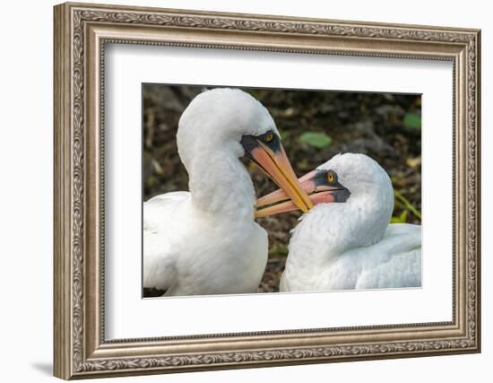 Ecuador, Galapagos National Park, Genovesa Island. Nazca boobies preening each other.-Jaynes Gallery-Framed Photographic Print