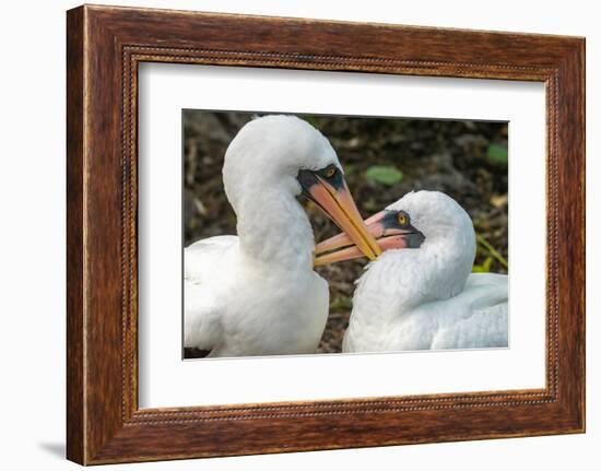 Ecuador, Galapagos National Park, Genovesa Island. Nazca boobies preening each other.-Jaynes Gallery-Framed Photographic Print