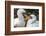 Ecuador, Galapagos National Park, Genovesa Island. Nazca boobies preening each other.-Jaynes Gallery-Framed Photographic Print