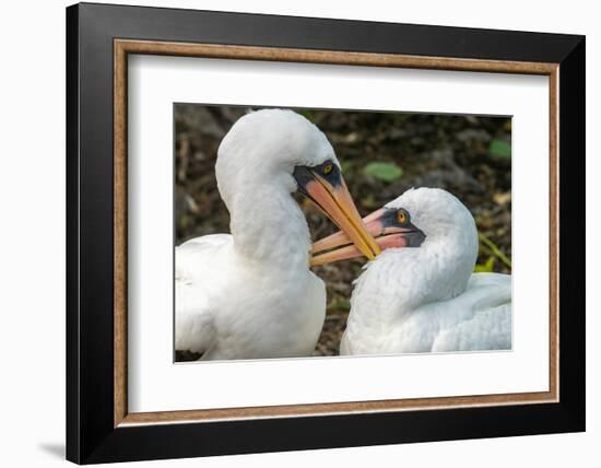 Ecuador, Galapagos National Park, Genovesa Island. Nazca boobies preening each other.-Jaynes Gallery-Framed Photographic Print