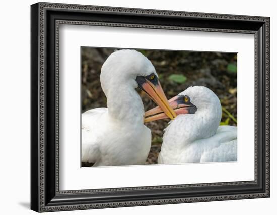 Ecuador, Galapagos National Park, Genovesa Island. Nazca boobies preening each other.-Jaynes Gallery-Framed Photographic Print