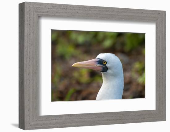 Ecuador, Galapagos National Park, Genovesa Island. Nazca booby profile.-Jaynes Gallery-Framed Photographic Print