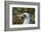 Ecuador, Galapagos National Park, Genovesa Island. Nazca booby profile.-Jaynes Gallery-Framed Photographic Print