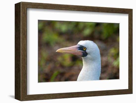 Ecuador, Galapagos National Park, Genovesa Island. Nazca booby profile.-Jaynes Gallery-Framed Photographic Print