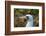 Ecuador, Galapagos National Park, Genovesa Island. Nazca booby profile.-Jaynes Gallery-Framed Photographic Print