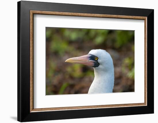 Ecuador, Galapagos National Park, Genovesa Island. Nazca booby profile.-Jaynes Gallery-Framed Photographic Print