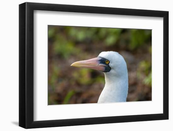 Ecuador, Galapagos National Park, Genovesa Island. Nazca booby profile.-Jaynes Gallery-Framed Photographic Print