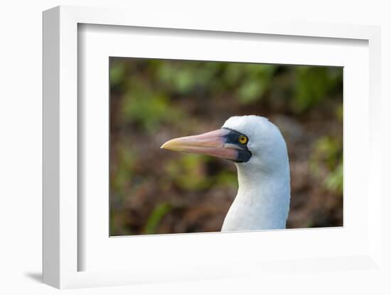 Ecuador, Galapagos National Park, Genovesa Island. Nazca booby profile.-Jaynes Gallery-Framed Photographic Print