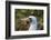 Ecuador, Galapagos National Park, Genovesa Island. Nazca booby profile.-Jaynes Gallery-Framed Photographic Print