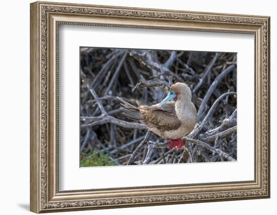 Ecuador, Galapagos National Park, Genovesa Island. Red-footed booby in tree.-Jaynes Gallery-Framed Photographic Print