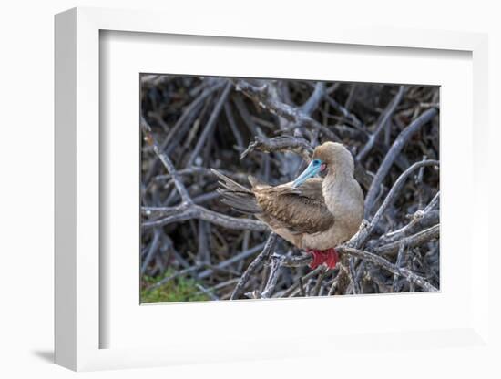 Ecuador, Galapagos National Park, Genovesa Island. Red-footed booby in tree.-Jaynes Gallery-Framed Photographic Print