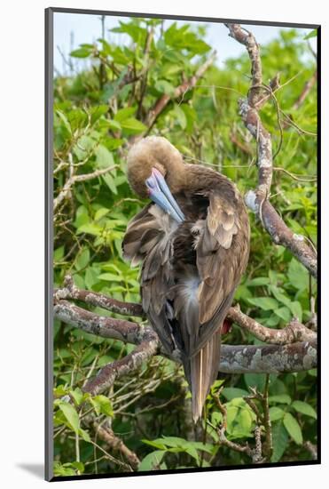 Ecuador, Galapagos National Park, Genovesa Island. Red-footed booby preening in tree.-Jaynes Gallery-Mounted Photographic Print