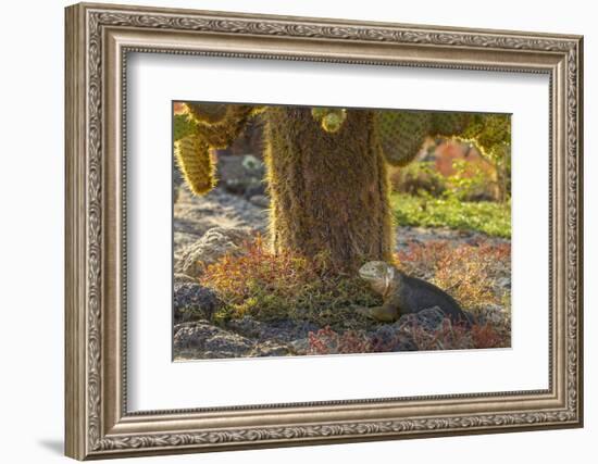 Ecuador, Galapagos National Park. Land Iguana and Cactus-Cathy & Gordon Illg-Framed Photographic Print