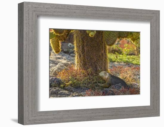 Ecuador, Galapagos National Park. Land Iguana and Cactus-Cathy & Gordon Illg-Framed Photographic Print