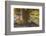 Ecuador, Galapagos National Park. Land Iguana and Cactus-Cathy & Gordon Illg-Framed Photographic Print