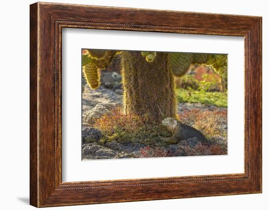 Ecuador, Galapagos National Park. Land Iguana and Cactus-Cathy & Gordon Illg-Framed Photographic Print