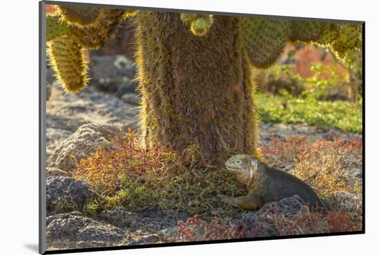 Ecuador, Galapagos National Park. Land Iguana and Cactus-Cathy & Gordon Illg-Mounted Photographic Print