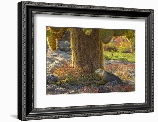 Ecuador, Galapagos National Park. Land Iguana and Cactus-Cathy & Gordon Illg-Framed Photographic Print