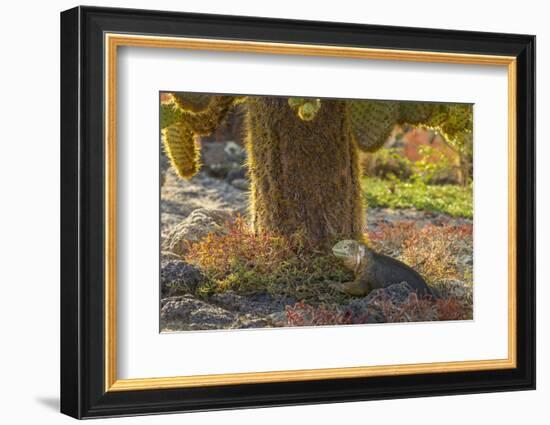 Ecuador, Galapagos National Park. Land Iguana and Cactus-Cathy & Gordon Illg-Framed Photographic Print